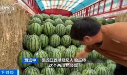 乐泰吃瓜比赛,欢乐盛夏，瓜王争霸