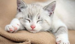 小猫吃哈密瓜呕吐