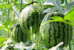 吃瓜网站免费链接,吃瓜网站免费链接，带你畅游娱乐资讯海洋