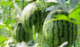 吃瓜网站免费链接,吃瓜网站免费链接，带你畅游娱乐资讯海洋