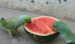 鹦鹉吃瓜的技巧,轻松掌握瓜果美味新技巧