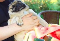 狗狗可以吃瓜薯吗,瓜薯的适宜摄入与注意事项