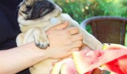 狗狗可以吃瓜薯吗,瓜薯的适宜摄入与注意事项