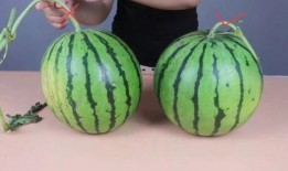 恩雨学习吃瓜,趣味学习新体验