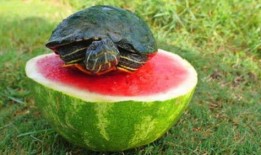 龟吃瓜吗,它们真的会吃瓜吗？