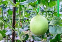 买瓜吃瓜后嗓子疼,买瓜吃瓜，嗓子疼的烦恼如何解决？