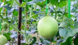 买瓜吃瓜后嗓子疼,买瓜吃瓜，嗓子疼的烦恼如何解决？