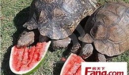 带你吃瓜动物补全