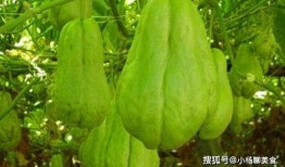 乳母吃佛手瓜,天然营养助力母婴健康