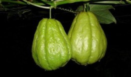 佛手瓜和桂圆能一起吃吗,佛手瓜与桂圆同食的适宜性探讨