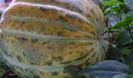 小时候吃的面瓜是哪种,揭秘我小时候吃的面瓜之谜