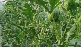 镇海吃瓜,探寻当地特色美食之旅