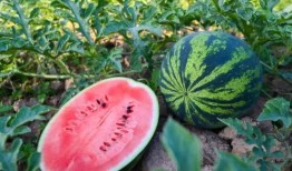 薛城吃瓜,揭秘当地特色美食背后的故事