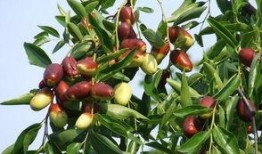 梦到吃瓜吃枣什么意思,吃瓜吃枣背后的寓意与启示