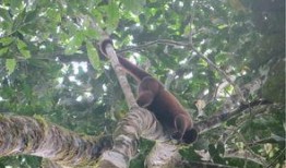 罗威的森林吃瓜,一场奇幻的吃瓜之旅