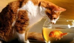 猫可以吃薯瓜吗,薯瓜在猫饮食中的适宜性解析