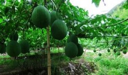 吊瓜吃的致癌吗