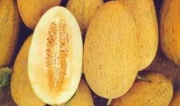 吃冰哈密瓜呕吐腹痛,呕吐腹痛背后的真相