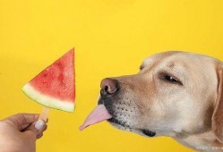可以喂狗吃瓜吗,西瓜、哈密瓜等瓜类水果的适宜性分析