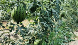 吃瓜吃得太累了,揭秘吃瓜族身心疲惫背后的真相