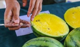 百院吃瓜,吃瓜群众揭秘校园秘闻