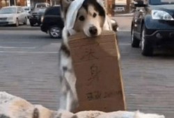 吃瓜群众与吃瓜狗,揭秘网络时代的“瓜文化”现象