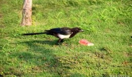 喜鹊为什么吃瓜,揭秘鸟类饮食习惯的奥秘