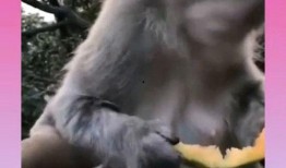 猴子吃瓜的感想,揭秘猴界美食心得