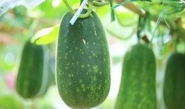 三旺吃瓜,揭秘娱乐圈背后的那些事儿