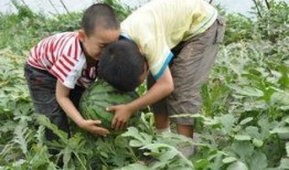 太和高中吃瓜事件