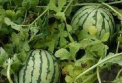 甜悦吃瓜,揭秘娱乐圈那些不为人知的幕后故事