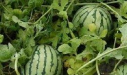 甜悦吃瓜,揭秘娱乐圈那些不为人知的幕后故事