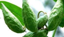 怀孕可以吃牛角瓜,牛角瓜助力健康孕育