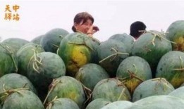 大型双标吃瓜现场,揭秘网络舆论的惊人反转