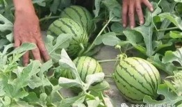 埋头吃瓜照片大全,聚焦那些埋头吃瓜的精彩瞬间