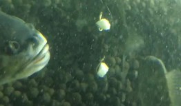 带你吃瓜捕鱼视频下载