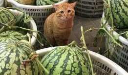 秀才吃卖瓜摊老板的瓜,智慧化解尴尬场面