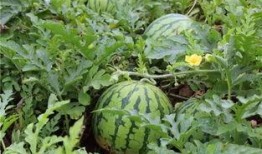 吃瓜小院,揭秘娱乐圈背后的故事与真相