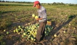 吃瓜的农民,揭秘乡村生活新风尚