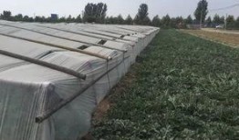 郑州中牟学校吃瓜,校园生活里的意外插曲