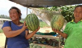 重金吃河北铺瓜,河北铺瓜盛宴，一场味蕾与财富的碰撞