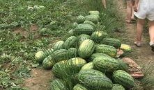 二阳吃的瓜,揭秘瓜农与瓜商的甜蜜博弈