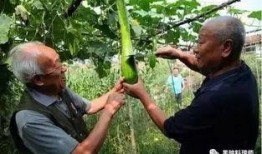 农村大哥吃瓜视频,趣味视频走红网络