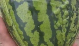 year吃瓜视频,年度热点事件回顾