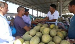 喀什人吃伽师瓜视频