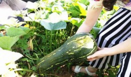 吃瓜还是吃大的好,揭秘美食选择背后的智慧