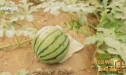 农科院吃瓜,探索瓜类种植的奥秘