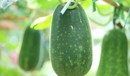 吃瓜的瓜是哪个瓜