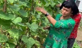 吃瓜婶婶,她眼中的娱乐圈风云