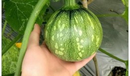 米小恋吃瓜,揭秘娱乐圈背后的那些事儿